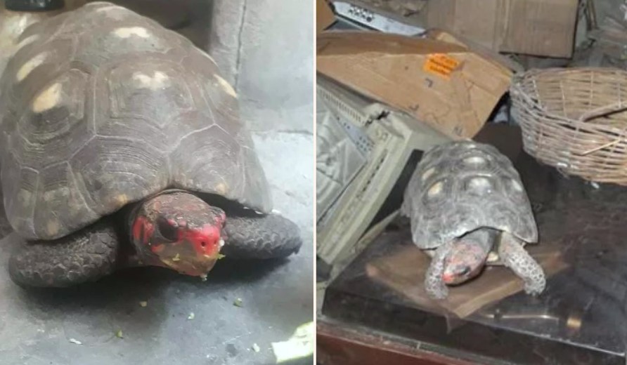 Missing pet tortoise found alive in attic after thirty years!