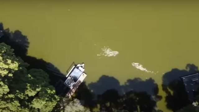 Drone captures moment Florida man is f**ked by “huge” gator