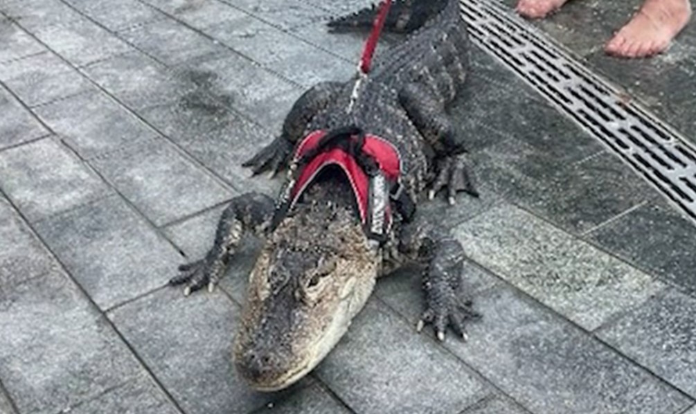 Bloke’s “emotional support alligator” astonishes patrons of US water park