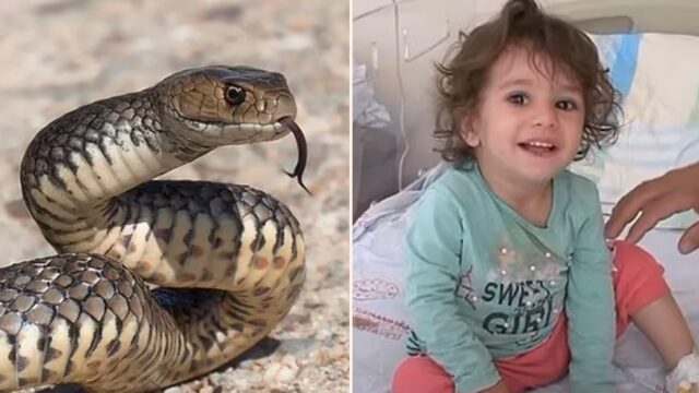 Tough as nails toddler bites snake back in act of revenge!
