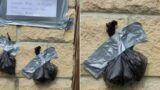 Angry neighbor tapes dog poo and note to wall after dog keeps defecating on his lawn